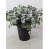 EUC CINEREA PER STEEL -IT-